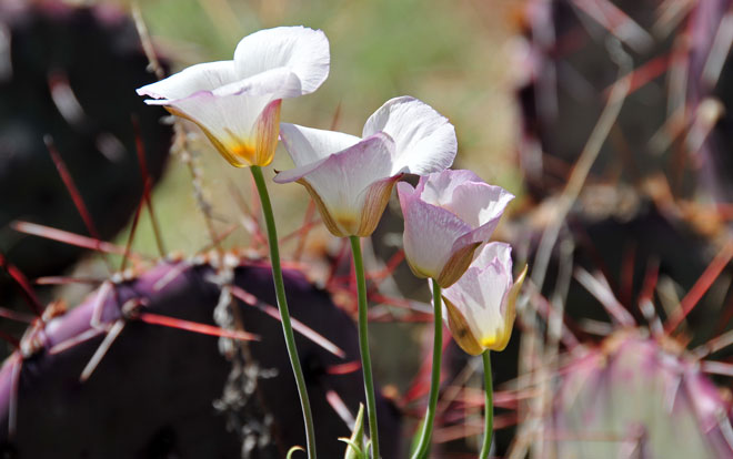 Calochortus nuttallii, Sego Lily